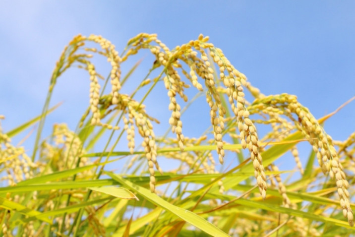 『実るほど頭を垂れる稲穂かな』─稲盛和夫さんの活力と謙虚さ【私の雑記帳】 | 財界オンライン